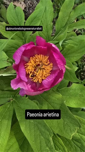 Paeonia officinalis subsp. arietina, nei boschi dell'Emilia Romagna. #peonia #paeonia #paeoniaarietina #paeoniaofficinalis #floraspontanea | Passione in Verde | Facebook