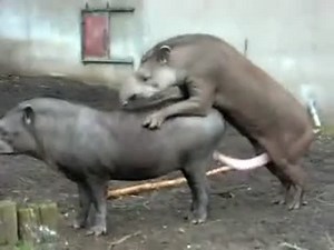 Two tapirs mate in the Zoo