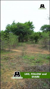 16 reactions | India is home to 4 species of monitor lizards – the...