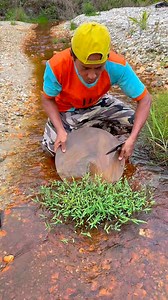 Wow, it's amazing, those wild aquatic plants contain thousands, even millions of pure gold. #goldrush #ohmygod #goldnugget #goldhunting #PUREGOLD #goldriver #goldtreasure #golddigging #golddiscovery #goldprospecting #goldpanning #GoldInvestment | Nepri Andries