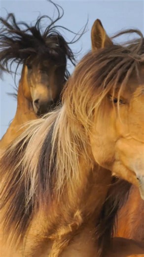 26K views · 1.4K reactions | Handsome and strong horses are the king on the prairie in northern China's pastoral areas.  | Across Inner Mongolia | Facebook