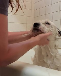 First bath for Scruffy ❤️ He was so good too! Please share and comment to find Scruffy a home. Who loves Heinz 57, scruffadorable mixed breeds? Well here’s your boy! This absolute delightful boy was an unclaimed shelter stray and a huge favorites of staff because of his wonderful happy temperament and constantly wagging tail. Sadly he was unwanted and running out of options in a very crowded shelter. We somehow managed to squeeze him in, along with his littermate Tofu. Scruffy is probably around