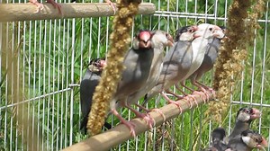 #E Java Sparrow - JS #M Pipit Java - Finch #C 文鸟 1. English Please...