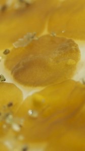 31 reactions | Marine flatworms galore! Critter Republic Dive Center #ocean #marinelife #explorepage | Critter Hunter | Facebook