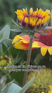 La gaillarde, une vivace qui porte bien son nom. Sa fleur est tres coloree, parfaite pour une fin d’ete ! #gaillarde #jardin #nature | Roland Motte