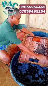 Counting thousands of fingerlings without mortality. #agriculture #tips #agro #tutorial #fishfarming #catfish #highlights #fishing #tilapia | Pinnacle_AGRO_Services