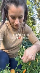 4.3K views · 20 reactions | FERMENTED HOT ️ SAUCE by @farm_house14...