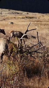 11K views · 1K reactions | A morning in the meadow. #photography #wildlife #nature #reels #explorepage #reels #elk | Good Bull Guided | Facebook