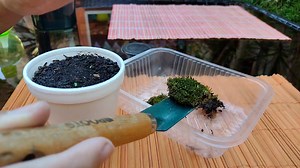 Esta es la Mejor Técnica para reproducir MUSGO para tus terrarios, bonsai o mini jardines. Si te gusta el vídeo, dale 👍 y compartí. Saludos 🤗🌱🇦🇷 | De Huerta y Jardín
