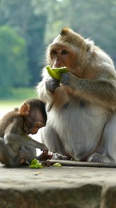 2K views · 88 reactions | What Do You Guys Think About Ginger Monkey? I Think She Is Pregnancy #GingerMonkey #gretamonkey | Animals Shelter | Facebook