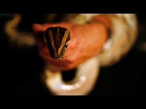 Giant Burmese Python With 87 Eggs Inside Caught in Florida Everglades