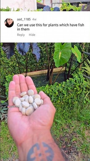 Growth tablet safe for fish🤍🐠