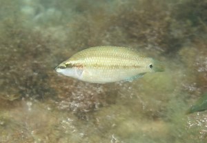 Decline in Wrasse Fishing Effort | Aquaculture | Fish Focus