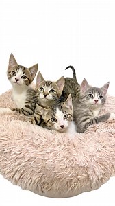 1.3K views · 38 reactions | ARF held a free TNR (trap/neuter/release)...