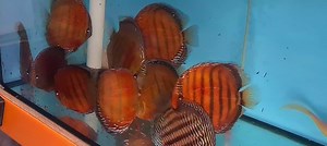 40 reactions | Wild nhamund red and royal www.chensdiscus.co.uk | Chens Discus UK | Facebook