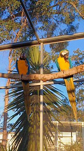 7.3K views · 2.7K reactions | Afternoon gumnut snacks | Six Grey Parrots | Facebook