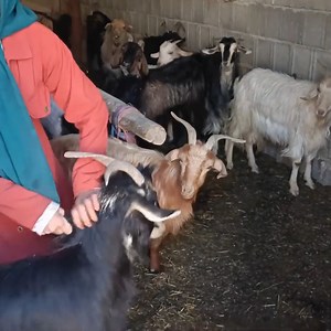 18K views · 869 reactions | The nomadic life of milking milk and turning it into milk #lifestyle #life #nomadlife #nomad. | Family Cooking | Facebook