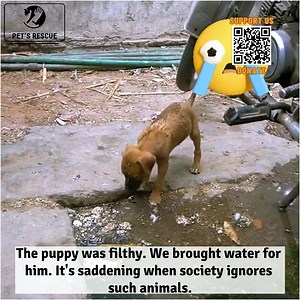 5.8K views · 568 reactions | Pet Lovers on Reels | Facebook