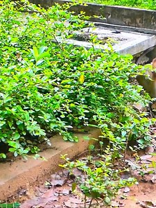 18 reactions | Momma please give me a bit of milk, I'm hungry now please please!.mp4 #monkey | Monkey vdo | Facebook