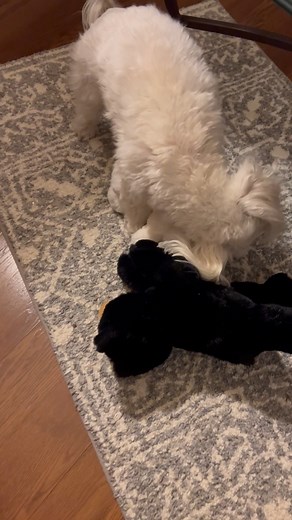 2.9K views · 441 reactions | I LOVE my teddy bear! | Dountin | Facebook