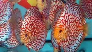 Jaguar pigeon | Chens Discus UK