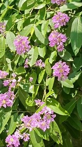 3.5K views · 21 reactions | Crape myrtle #flowers #nature #plant #viral #trending | Blooming Nature Tales | Facebook