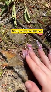 5.4K views · 322 reactions | Bringing Hope: Chipmunk Rescue Mission. #chipmunks #foryou #animals #rescue | Unique zoo | Facebook