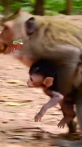 1.2K views · 48 reactions | MG...mom monkey try catch and carry baby monkey, She not allow baby walk anywhere | MonkeyCamp | Facebook