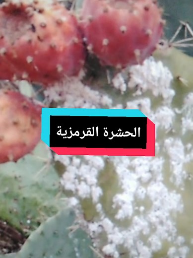 الحشرة القرمزية وتأثيرها على التين الشوكي: الحقيقة والفوائد