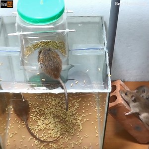 24K views | Idea Mouse Trap/DIY make A Mouse Trap Homemade/Mouse Reject Saving Mice/RAT Trap Credit: Best Mouse Trap - youtu. be/qA4QG48gvN0 | Gabriel Motorcycles | Facebook