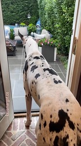 6.5K views · 294 reactions | Do your pups go out in the rain?! 浪 These two are such silly dogs  #cachorrofeliz #floofoftheday #greatdanes #barked #ilovemydogs #woof #funnydogvideos #puppyoftheday #ilovedogs #greatdanelife #perrosdeinstagram #perrosfelices | LoveMargot | Facebook