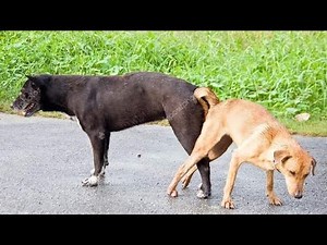 why male and female dog stuck together during sex by @ihtesham biology.