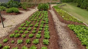 Our theme for March is: the crops! Every ingredient served at Firefly is grown by local farmers or on site. We farm 16,000 square feet and we're expanding to 48,000 square feet this year! Subscribe to our Youtube channel (Firefly Grill Farm & Table) to see more videos about Firefly! | Firefly Grill