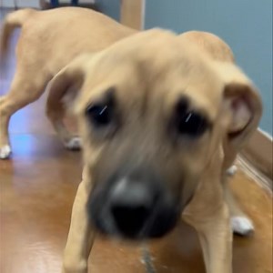 How to make it a good Monday: Puppy Kisses! 🐶💋 Dopey and Grumpy, along with their seven dwarf inspired siblings are available for adoption today! Dopey and Grumpy are 11-week-old Australian Cattle Dog mixes, though their sibling Happy got all the spots. They are up-to-date on age-appropriate vaccines, microchipped, and spayed/neutered. HSEP is open from now until 6:00 p.m. Start the week off right and adopt today! | Humane Society of El Paso