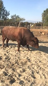 5.5K views · 62 reactions | Massive red angus bull #zabeehafarms #arhalalmeat #redangus #redangusbull #redanguscattle #angus #angusbull #anguscattle #beefcattle #halal #fyp | Jonathan Bell | Facebook