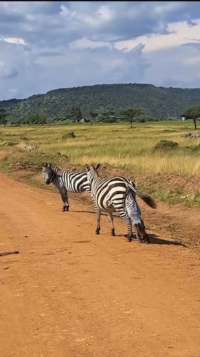 Zebra momma giving birth on the road!!! 🦓🥰🥳 #ZebraBirth #WildlifeWonders #NatureMoments #BabyZebra #SavannaMagic #zebras #zebra #foals #wildlife #gamedrivesafari #nature #wildlifeconservation #miracle #babyanimals #safariadventure #loveislove | Wildfriends Africa