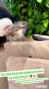 Prof. dr. Freek Vonk on Reels