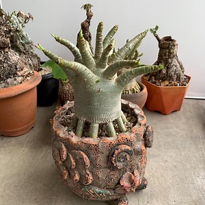 Rare bonsaï rose du désert de Soco thaïlandais : succulente exotique Adenium Obesum - Etsy France