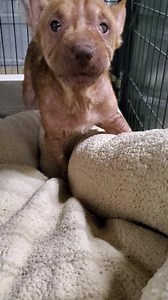 Two by Two Animal Rescue on Reels | Facebook