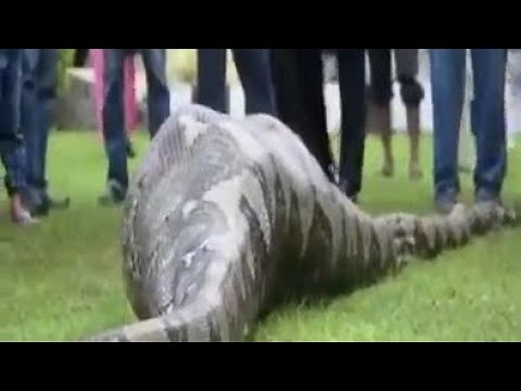 anaconda avale une femme de 83ans / anaconda who swallowed a woman