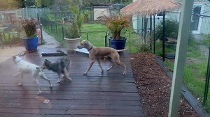 6.2K views · 253 reactions | Twizzler (white), Sassy (blue merle),...