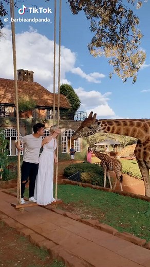 Would you kiss a giraffe? 🦒 📸- Tiktok @ life.with.corina #giraffe #giraffelove #giraffelife | Giraffe Beauty