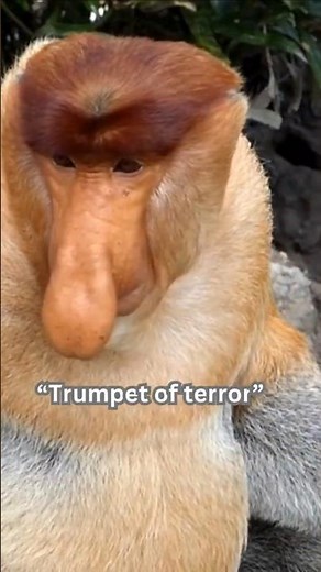 Proboscis Monkeys Don’t Fight. They Honk.