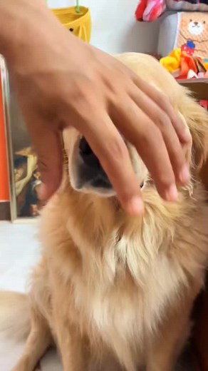 Cute Dogs Dancing to Music: Puppy Dance Compilation