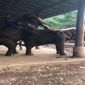 Horse and Wild Animal - Star iPhone on Reels