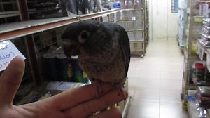 #E Green Cheeked Conure – Gc #M Conure Pipi Hijau - Jinak Baby #C 綠頰錐尾鸚鵡 – 小太阳鹦鹉宝宝手养 1. English Please ⬇️Scroll Down⬇️ 2. BM 📲Tatal ke Bawah Halaman 💻 3. 🌐华语🌐请点击📥往下📱查询 📩 #E Details #ForAllPetLovers - With LICENSE & RING Number - Baby Handfeeding / Young / Adult / Pair - Mutation American Dilute, Cinnamon, Yellow-Sided, Pineapple, Suncheek, Turquoise, Mint * They reach maturity at 1 to 3 years -- the smaller Conures mature more quickly. In a safe, healthy environment, they can expect to li