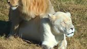 Lion en lionne blanche copulant dans la savane. Vie des animaux...