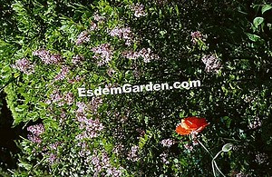 成功した矮小のライラックsyringa Meyeri 'Palibin' 🌿 すべてのガーデニングや庭のデザインについて - 2025