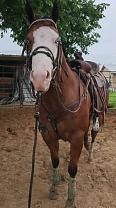 126 reactions · 26 shares | His 1st ride is just around the corner! AVAILABLE  Coolest Virtue (Virtuous x MH Coolest Babe) 2022 Bay Overo APHA/AQHA Gelding #champion #winner #winning #halter #horse #equine #Gelding #apha #aqha #gorgeous #handsome #natural #riding #horsetrainer #horsetraining | Holman Halter Horses | Facebook
