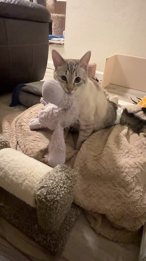 Purr motor revved up ⬆️ HarPURR is headed your way! Anyone need a massage? HarPURR is all warmed up and ready to purrovide you with a soothing massage to melt your worries away. That sweet face and meowty muscles are ready to heal! HarPURR’s purrple lamb has been with him since he was a wee baby almost 5 years ago! HarPURR’s mission to insPURRire, advoCATe, eduCATe, encourage and demonstrate compassion! Purrlease continue to send loving purrs of purrotection to our friends in the Ukraine 🇺🇦 , 